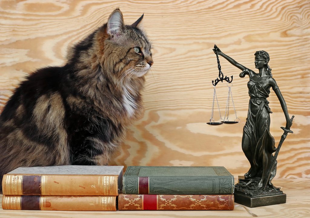 A fluffy cat sits beside a stack of old books, facing a small bronze Lady Justice statue. The scene conveys a playful juxtaposition of wisdom and law.